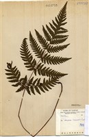 藏品(薄葉三叉蕨)的圖片